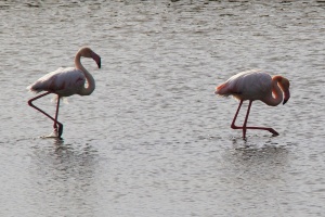 Flamingos in Kalloni