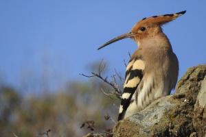 A young hoopoe