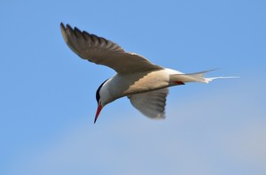 Common tern