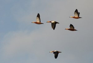 Ruddy shelducks