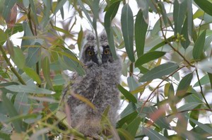 Long-eared owl chick