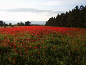 A sea of flowers in springtime