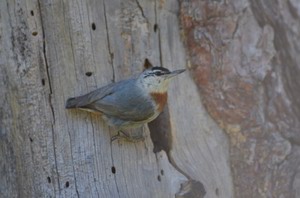 Kruper's nuthatch