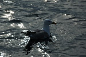 Seagull