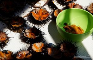 Sea urchins