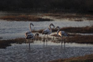 Aristotle's lagoon (Kalloni)