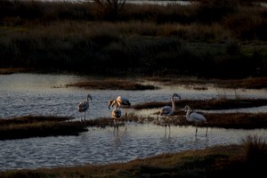 Aristotle's lagoon (Kalloni)