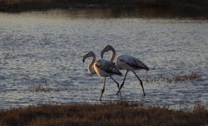 Aristotle's lagoon (Kalloni)