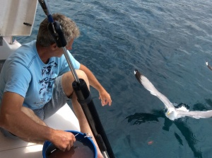 Feeding the seaguls