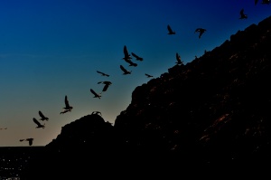 Seagulls