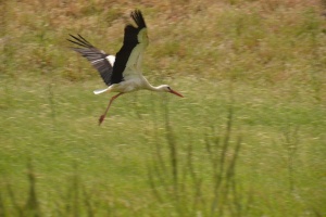 Taking off