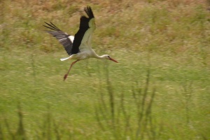 Taking off