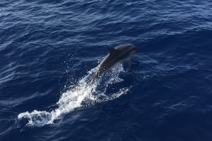 A baby dolphin