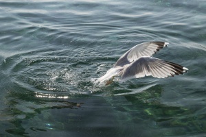 Feeding the seagulls