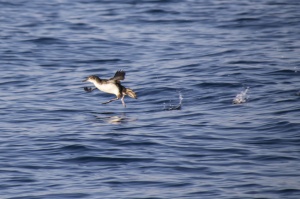 Michos (Puffinus yelkouan) 