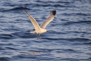 Aegean seagull (Larus audouinii)
