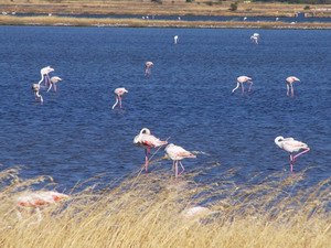 Aristotle's lagoon (Kalloni)