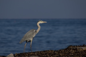 Fisherman