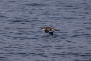 Michos (Yelkouan shearwater) 