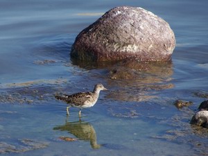 Aristotle's lagoon (Kalloni)