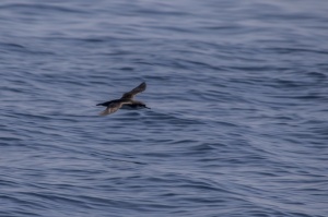 Michos (Yelkouan shearwater) 