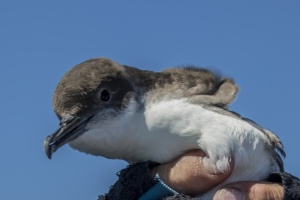 A young Puffinus Yelkouan
