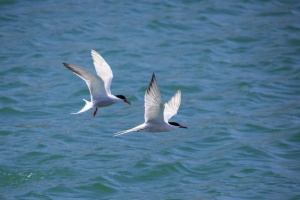 Common Terns Sterna hirundo