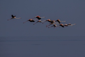 Flamingos
