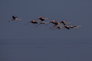 Flamingos