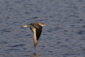 Michos (Yelkouan shearwater) 