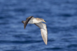 Michos (Yelkouan shearwater) 