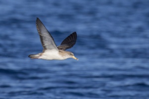 Yelkouan shearwater