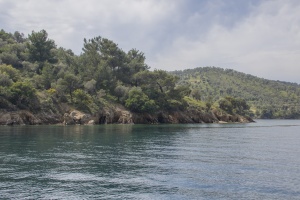 Sailing next to pine trees