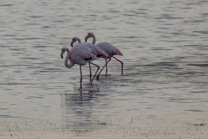 At Kalloni salt pans