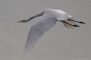 At Kalloni salt pans