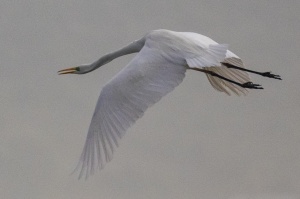 At Kalloni salt pans