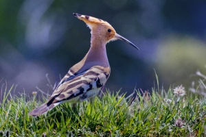 A fearless young hoopoe discovers the world