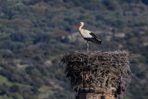 A stork in Polichnitos