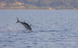 Tunas chasing sardines near our boat